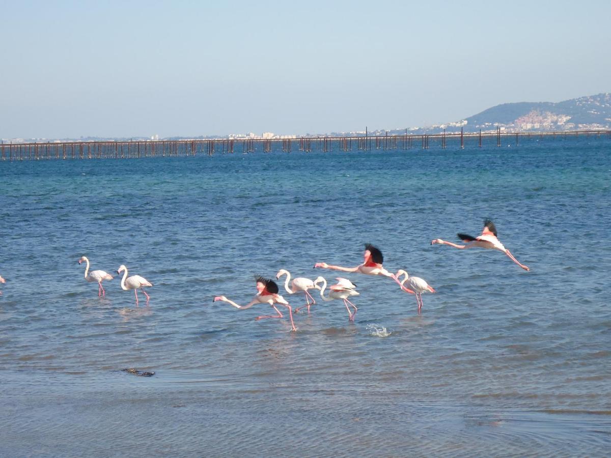 Au Bord De Thau Bed and Breakfast Marseillan  Exteriör bild